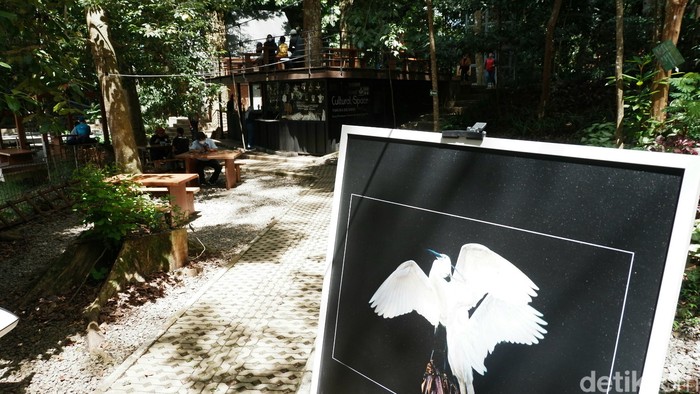 Menengok Keindahan Burung Blekok dalam Pameran Fotografi di Tahura Bandung