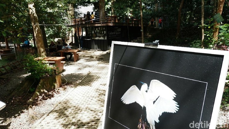 Menengok Keindahan Burung Blekok dalam Pameran Fotografi di Tahura Bandung Menengok Keindahan Burung Blekok dalam Pameran Fotografi di Tahura Bandung