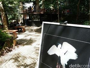 Menengok Keindahan Burung Blekok dalam Foto di Tahura Bandung
