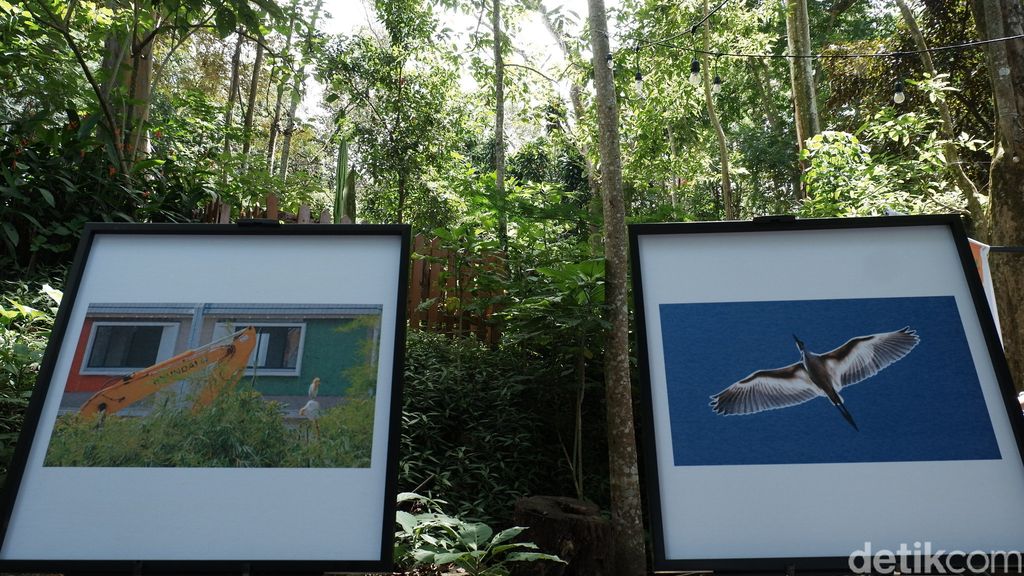 Menengok Keindahan Burung Blekok dalam Pameran Fotografi di Tahura Bandung