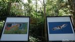Foto: Indahnya Burung Blekok dalam Pameran Fotografi