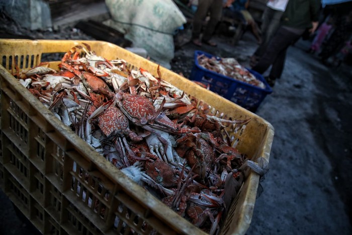 Setiap tahunnya wilayah Demak mampu memproduksi hingga ratusan ton rajungan.