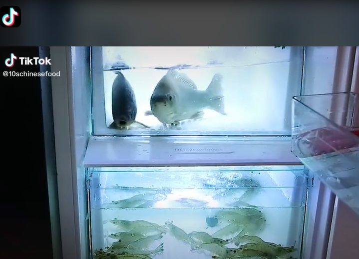 simpan ikan dan udang hidup di dalam kulkas seperti dalam akuarium