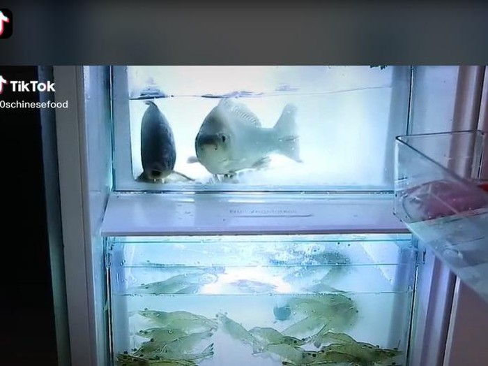 simpan ikan dan udang hidup di dalam kulkas seperti dalam akuarium