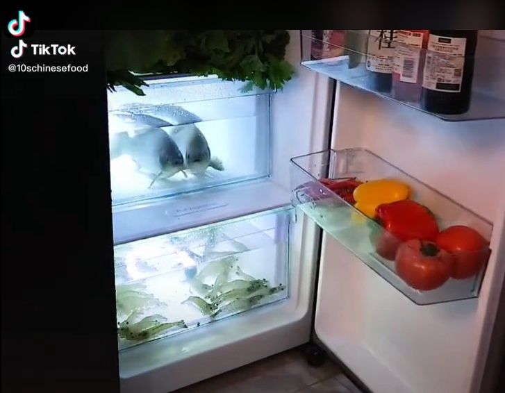 simpan ikan dan udang hidup di dalam kulkas seperti dalam akuarium