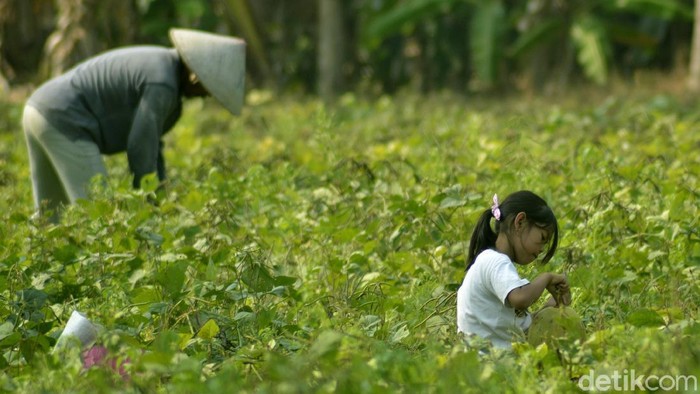 Aktivitas Petani dan anaknya di ladang kacang.