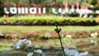Sambil rekreasi juga bisa foto-foto di areal taman yang dibuka mulai pukul 06.00 - 18.00 WIB.
