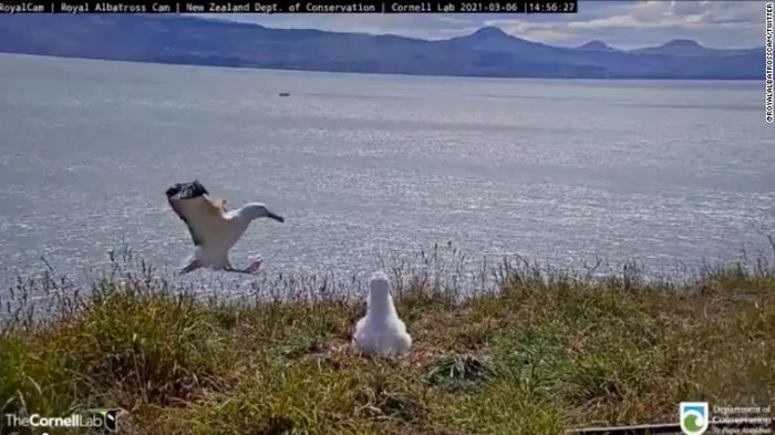 Burung albatros