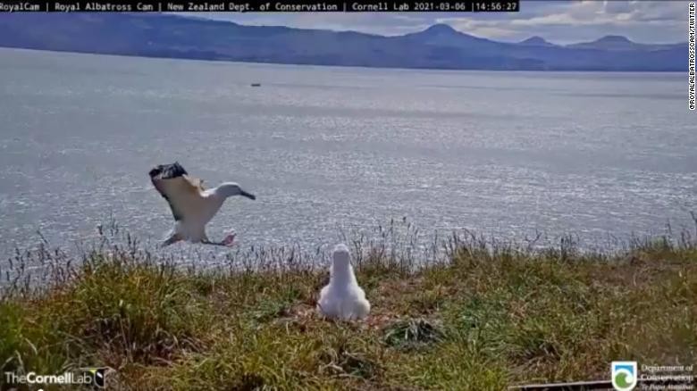 Burung albatros Burung albatros