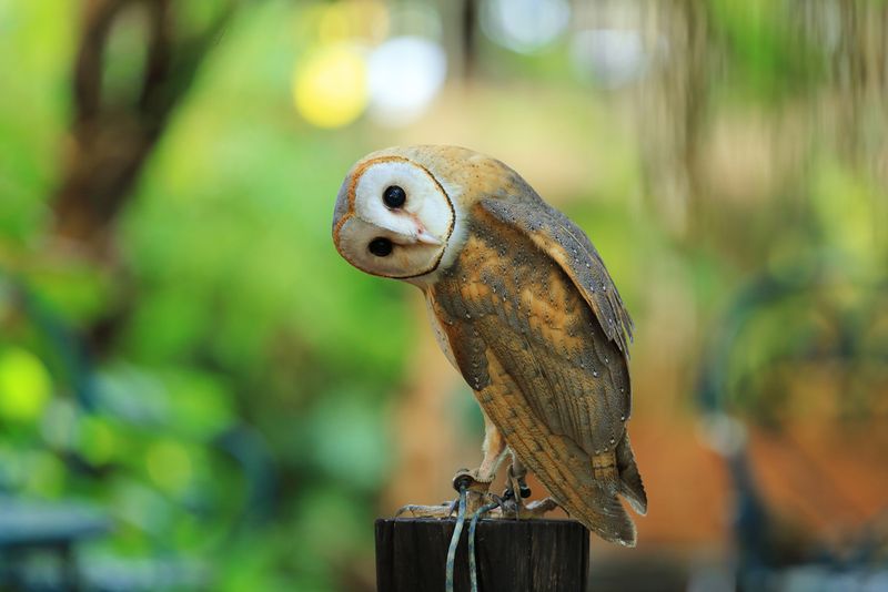 burung hantu