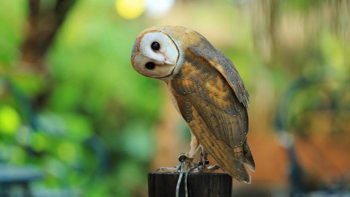 burung hantu