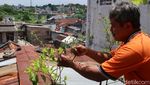 Harga Cabai Naik Ora Urus! Wong Ada Kebun Sendiri di Atap Rumah