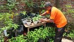 Harga Cabai Naik Ora Urus! Wong Ada Kebun Sendiri di Atap Rumah