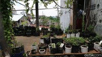 Tak hanya itu, pria murah senyum ini menanam beragam tanaman di atas rumahnya. Hal tersebut membuat suasana diatas rumah Daliman sangat teduh dan sejuk.