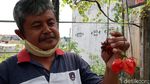 Harga Cabai Naik Ora Urus! Wong Ada Kebun Sendiri di Atap Rumah
