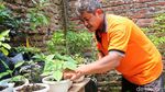Harga Cabai Naik Ora Urus! Wong Ada Kebun Sendiri di Atap Rumah