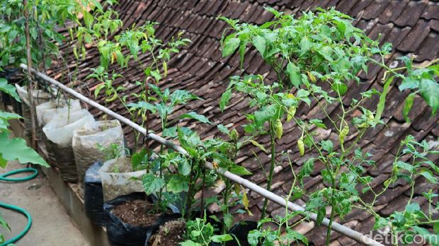 Mahalnya harga cabai saat ini tidak mempengaruhi Daliman (48), warga Kampung Gemblakan Atas, Kelurahan Suryatmajan, Kemantren Danurejan, Kota Yogyakarta. Pasalnya sejak 5 tahun lalu Daliman mulai menanam cabai di atap rumahnya.