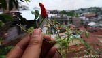 Harga Cabai Naik Ora Urus! Wong Ada Kebun Sendiri di Atap Rumah