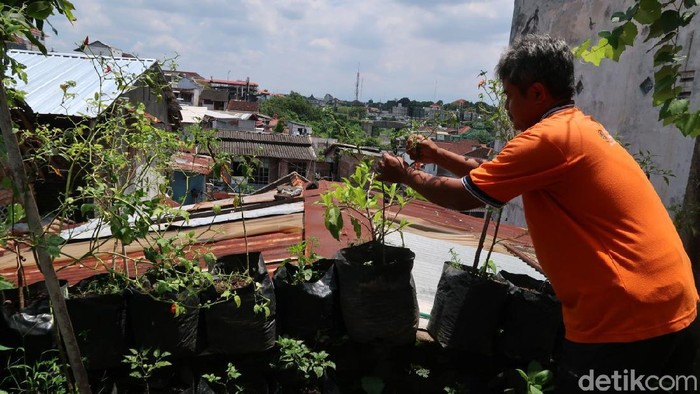 Mahalnya harga cabai saat ini tidak mempengaruhi Daliman (48), warga Kampung Gemblakan Atas, Kelurahan Suryatmajan, Kemantren Danurejan, Kota Yogyakarta. Pasalnya sejak 5 tahun lalu Daliman mulai menanam cabai di atap rumahnya.