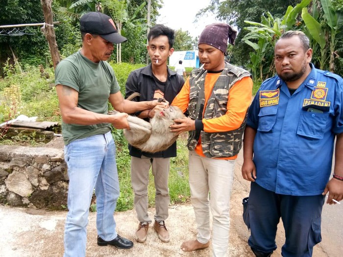 Kera liar bikin resah yang ditangkap di Karanganyar, Rabu (17/3/2021).