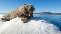 Penyelamatan Dramatis Anak Walrus Sebatang Kara di Pantai Terpencil Alaska