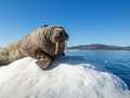 Penyelamatan Dramatis Anak Walrus Sebatang Kara di Pantai Terpencil Alaska