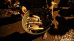 Hiruk Pikuk Pasar Ikan Gandong Demak