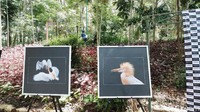 Foto-Foto tersebut adalah hasil tangkapan dari fotografer Sungsang Suprapto atau biasa dipanggil Toto. (Siti Fatimah/detikcom)