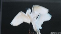 Kampung Rancabayawak, Gedebage, Kota Bandung menjadi salah satu tempat tinggal bagi burung blekok. Akan tetapi, pembangunan yang masif di daerah smart city itu dianggap berpotensi mengganggu pelestarian hewan tersebut. (Siti Fatimah/detikcom)