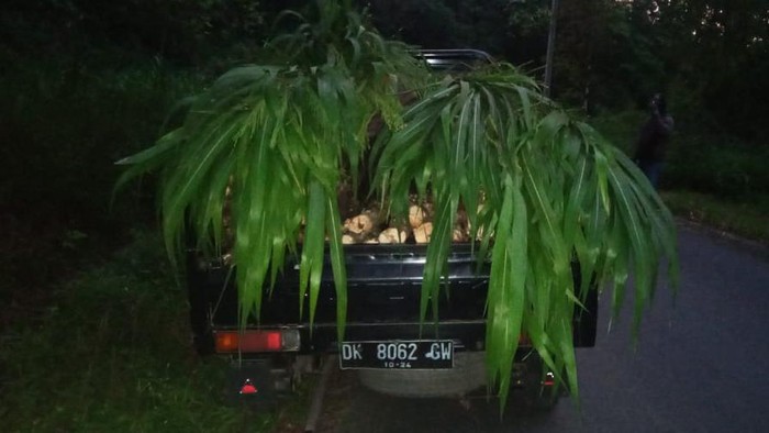 Pembalak Liar di Hutan Bali Ditangkap, Modus Tutupi Kayu Curian dengan Rumput (Foto: dok Polsek Rendang)