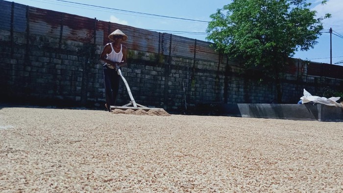 Warsidi petani di Klaten mengeringkan hasil panennya