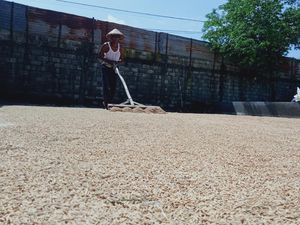 Harga Gabah di Klaten Meroket, Begini Kata Pemkab