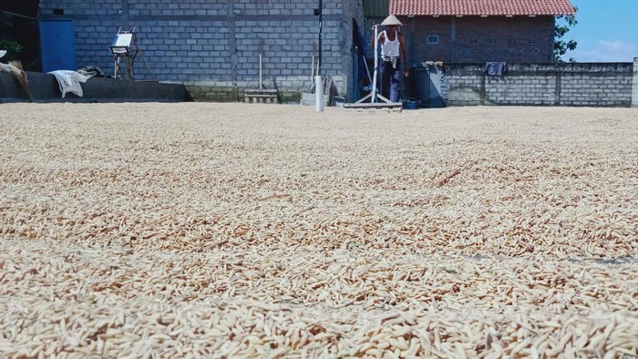 Warsidi petani di Klaten mengeringkan hasil panennya