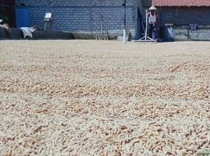 Jaga Harga Gabah, Kementan Koordinasi dengan Bulog & BUMN Pangan