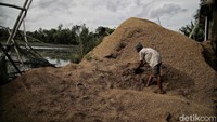 Para petani yang mengolah di koperasi beras semi organik ini merupakan binaan BRI sehingga bantuan pun datang untuk memaksimalkan olahan beras tersebut. 