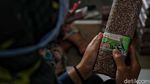 Beras Hitam dan Beras Merah Produk Unggulan Desa Mlatiharjo
