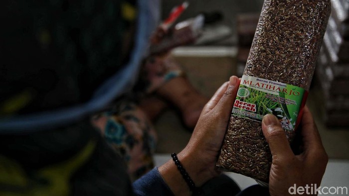 Beras Hitam dan Beras Merah Produk Unggulan Desa Mlatiharjo Beras hitam dan beras merah memiliki banyak serat dan antioksidan. Kedua beras semi organik ini menjadi produk pertanian unggulan Desa Mlatiharjo, Demak.