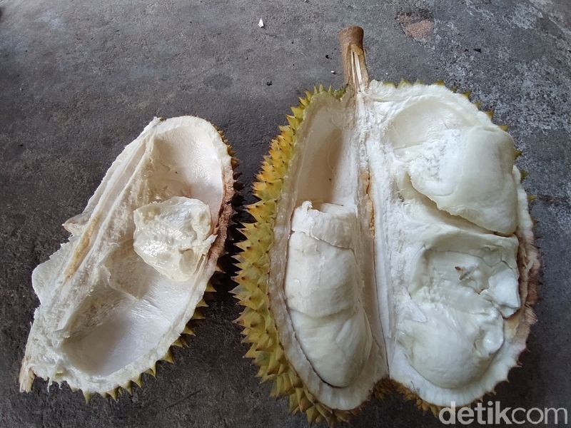 Curah Hujan Tinggi, Hasil Panen Durian Candimulyo Berkurang