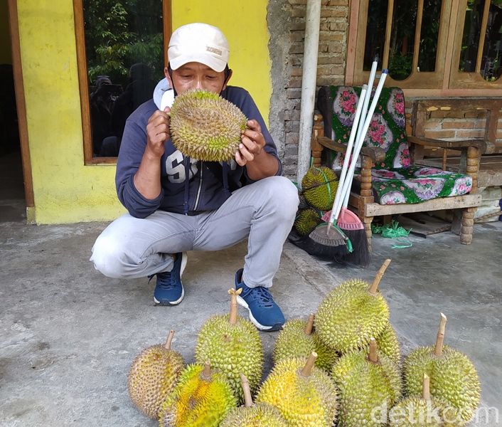 Curah Hujan Tinggi, Hasil Panen Durian Candimulyo Berkurang