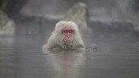 Seekor monyet Jepang berendam di pemandian air panas di lembah Jigokudani di Prefektur Nagano, Tokyo, Jepang.