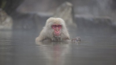 Aksi Lucu Saat Monyet Salju Berendam Air Panas