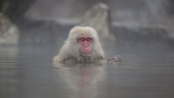 Japan Daily Life A Japanese macaque, also known as a snow monkeys, grooms another in Jigokudani valley in Nagano Prefecture, northwest of Tokyo Saturday, March 6, 2021. (AP Photo/Kiichiro Sato)