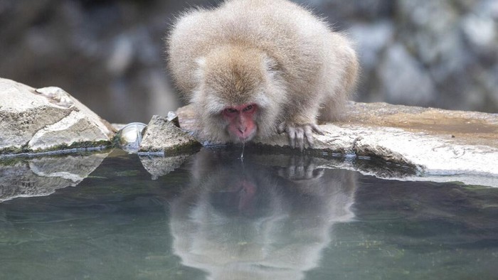 A Japanese macaque, also known as a snow monkeys, grooms another in Jigokudani valley in Nagano Prefecture, northwest of Tokyo Saturday, March 6, 2021. (AP Photo/Kiichiro Sato)