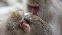 Monyet jepang (Macaca fuscata) adalah salah satu spesies monyet dari familia Cercopithecidae yang endemik di Jepang. 