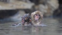 Traveler yang pernah mencari tahu tentang Prefektur Nagano di tengah Jepang tentu pernah melihat foto dari para monyet salju jepang atau yang dikenal sebagai Nihonzaru. Tak sedikit foto dan video mereka yang tengah berendam di pemandian air panas atau onsen.