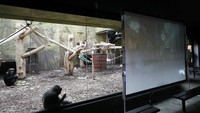 Taman Safari di Dvur Kralove, Republik Ceko memasang layar besar di kandang simpanse. (Peter David Josek/AP)