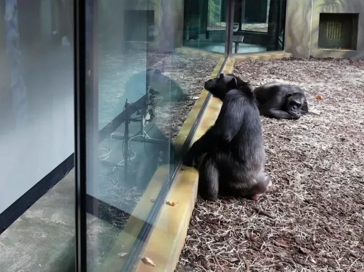 Foto: Simpanse yang Lagi Asyik Virtual Meeting