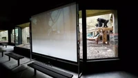 Para simpanse akan berinteraksi dengan teman mereka di kebun binatang lain lewat pertemuan virtual. (Peter David Josek/AP)