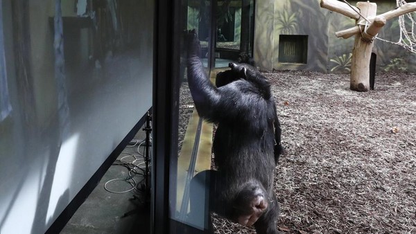 Semenjak pandemi, simpanse kesepian dan bosan. Para staf kebun binatang juga berusaha mengunjungi mereka lebih sering. (Peter David Josek/AP) Semenjak pandemi, simpanse kesepian dan bosan. Para staf kebun binatang juga berusaha mengunjungi mereka lebih sering. (Peter David Josek/AP)
