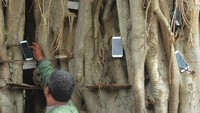 Pengemudi ojek daring di kawasan tersebut meletakkan telepon pintarnya pada batang pohon untuk mempermudah mendapatkan order pesanan makanan maupun layanan antara penumpang.